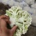 散花松花菜大量上市产地直发量大价格可谈
