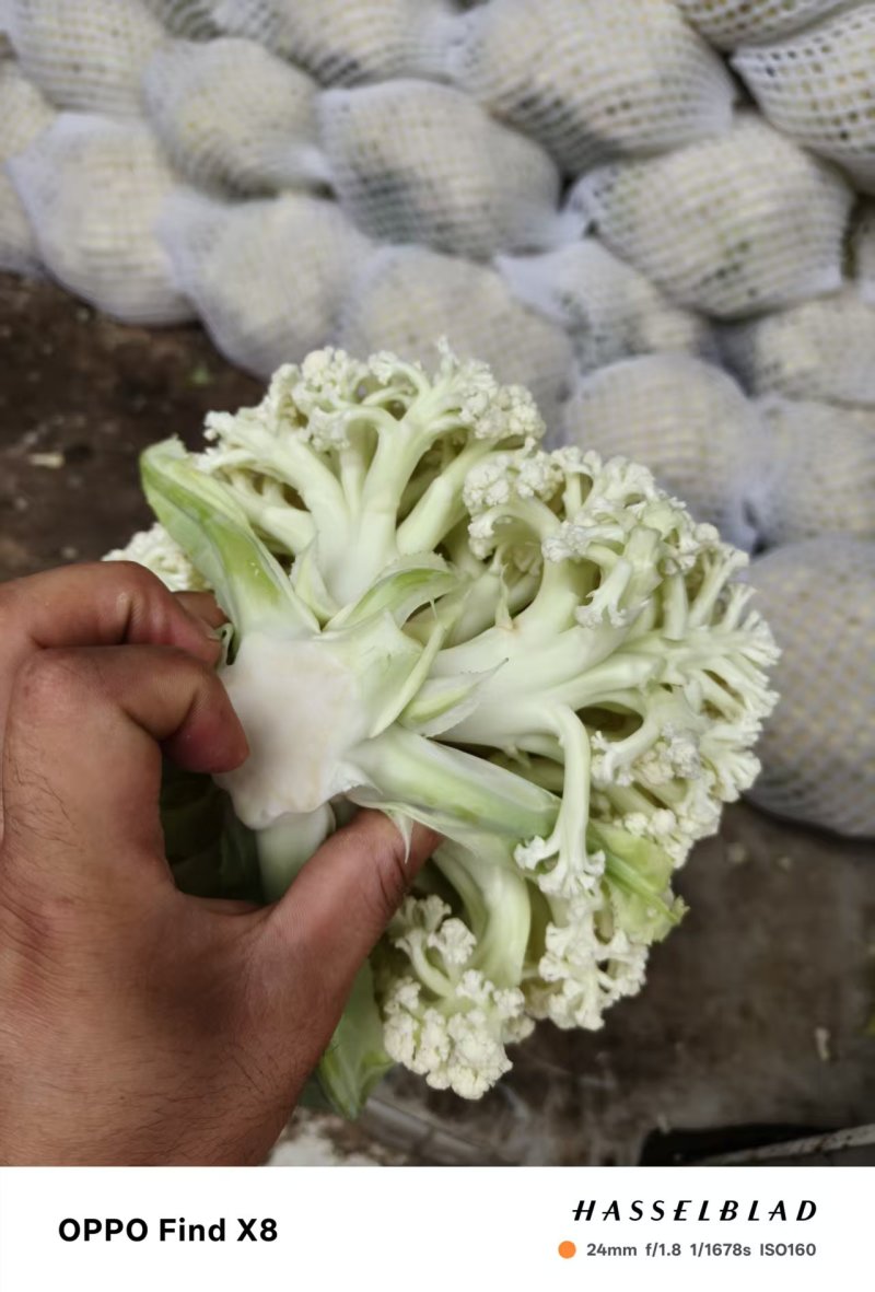 散花松花菜大量上市产地直发量大价格可谈