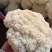 散花松花菜大量上市产地直发量大价格可谈