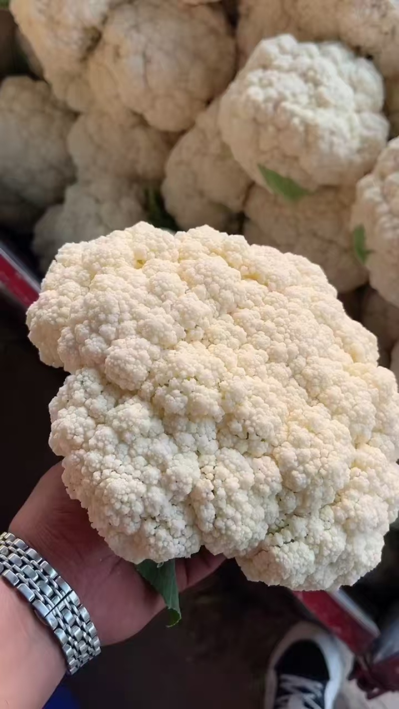 散花松花菜大量上市产地直发量大价格可谈