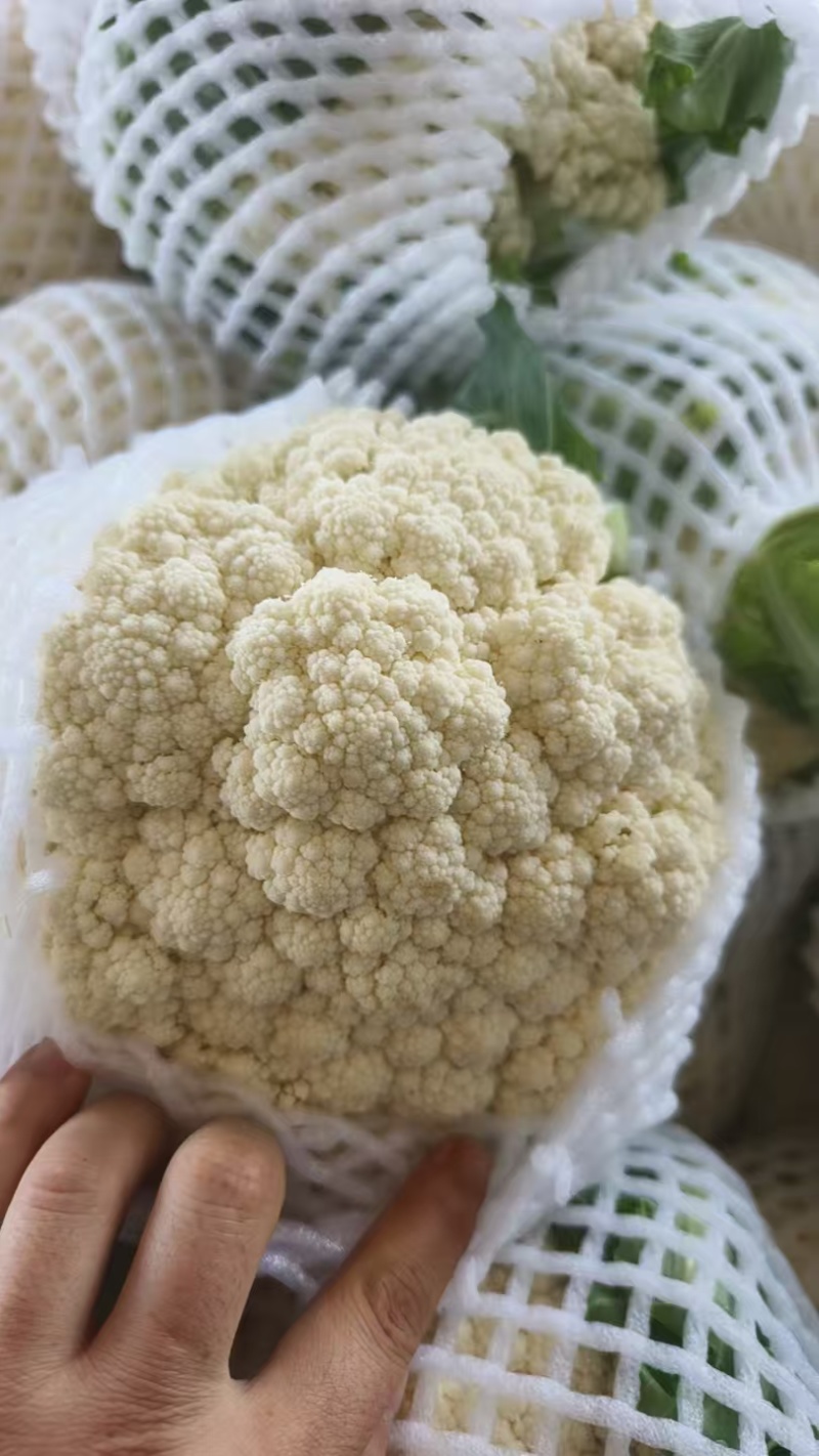 散花松花菜大量上市产地直发量大价格可谈