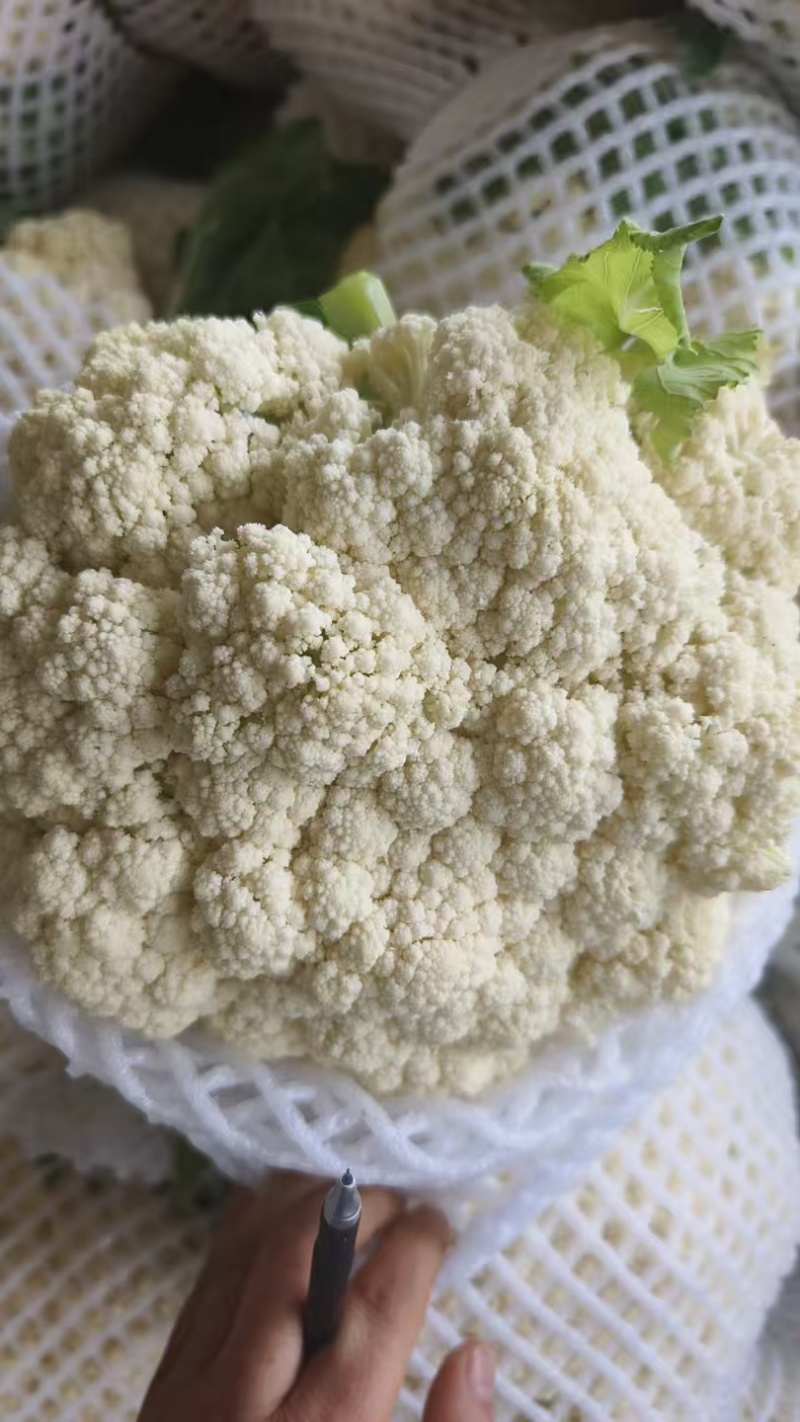 散花松花菜大量上市产地直发量大价格可谈