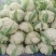 散花松花菜大量上市产地直发量大价格可谈