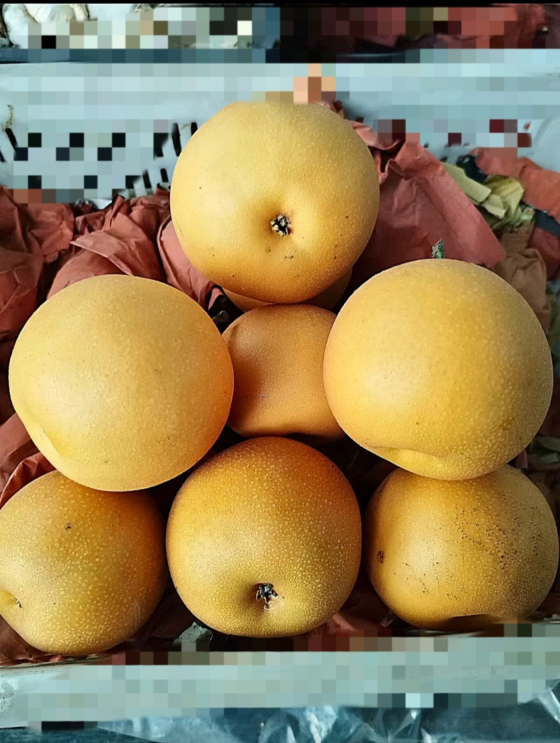 正宗秋月梨，无木栓，原装袋，新鲜现摘，脆甜多汁，质量保证