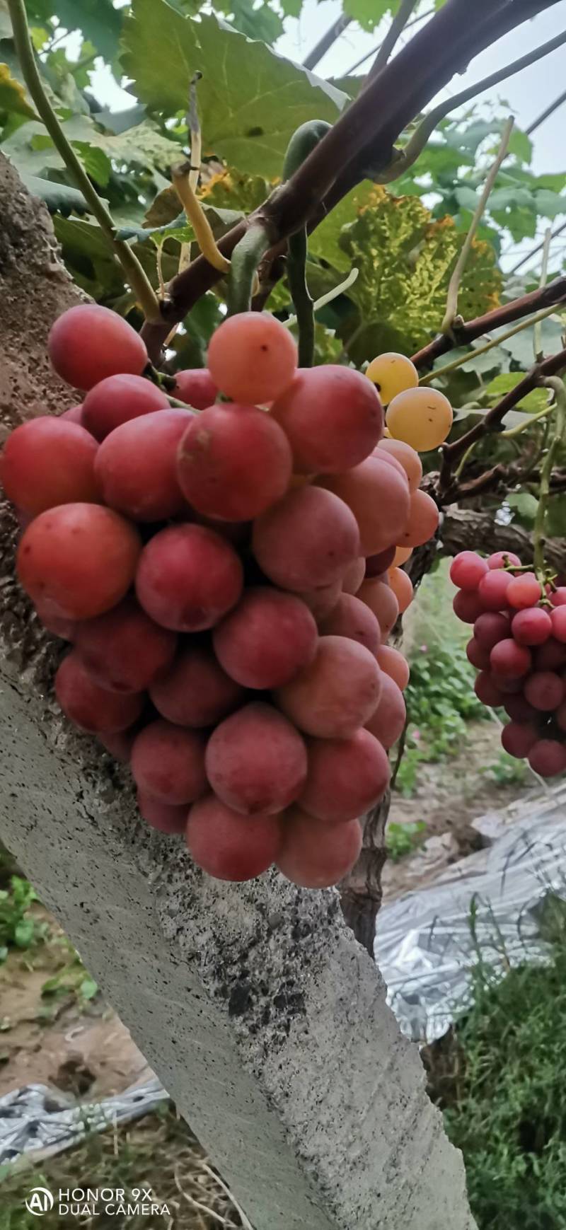 妮娜皇后葡萄