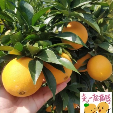 赣南脐橙纯甜