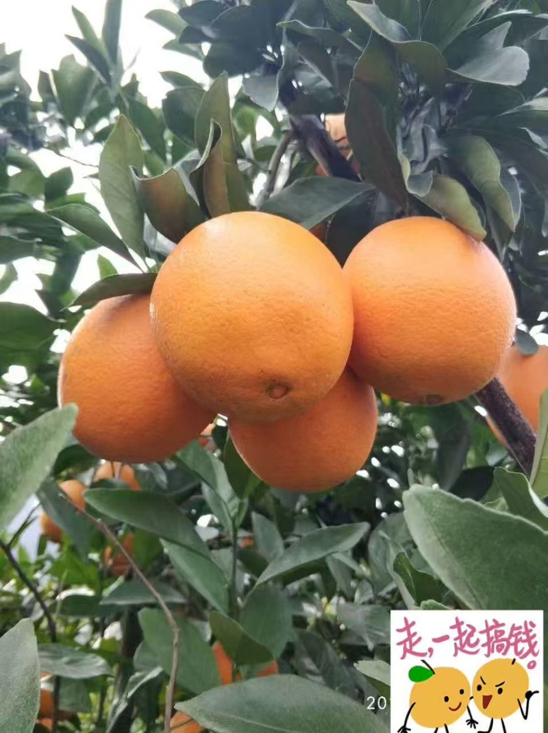 纽荷尔赣南脐橙