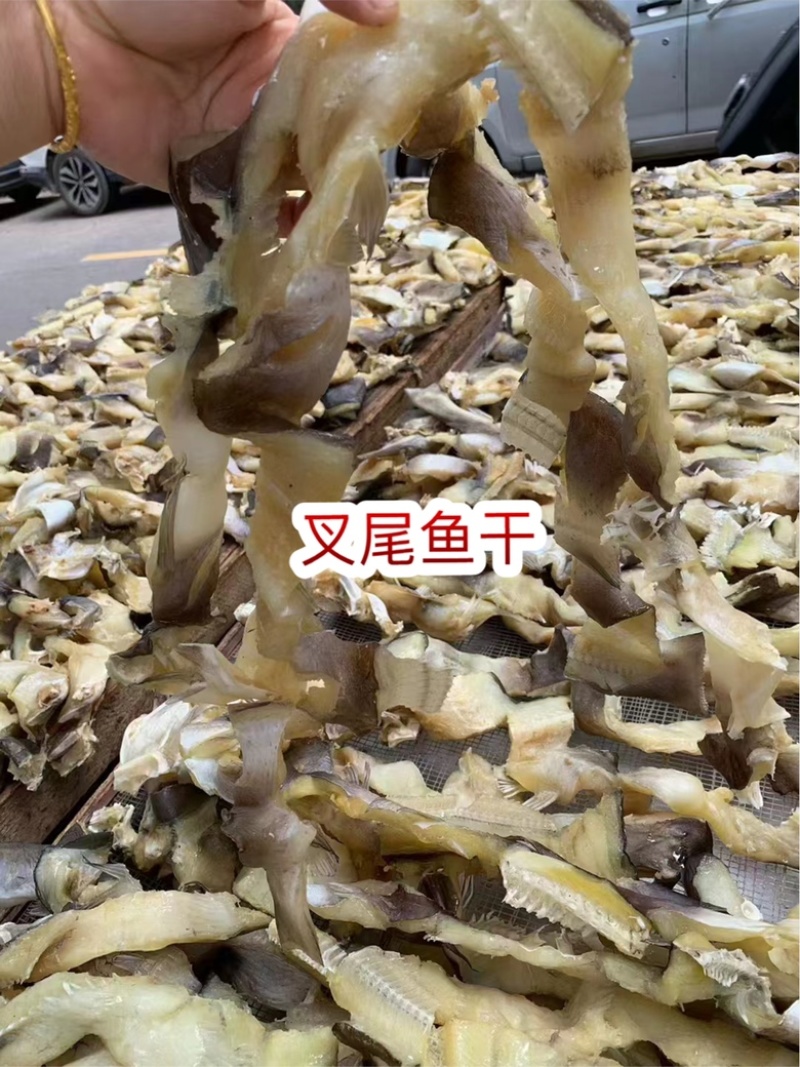 叉尾鱼干展会地摊电商叉尾鮰鱼叉尾鱼干干鱼