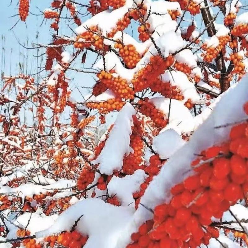 天然野生沙棘果新疆特产沙棘果现采现发带枝带叶