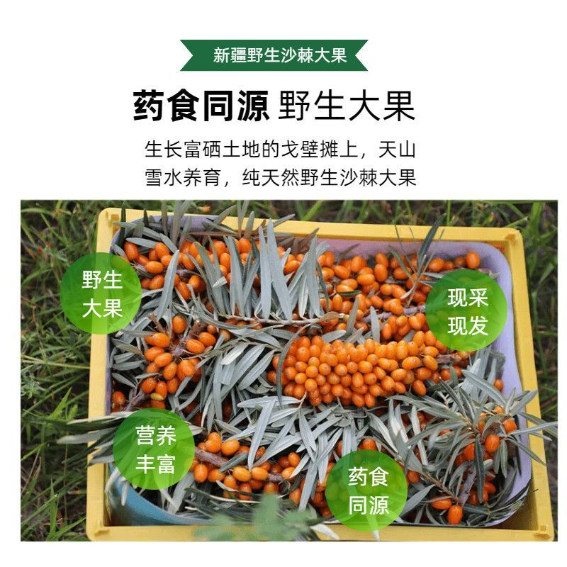天然野生沙棘果新疆特产沙棘果现采现发带枝带叶