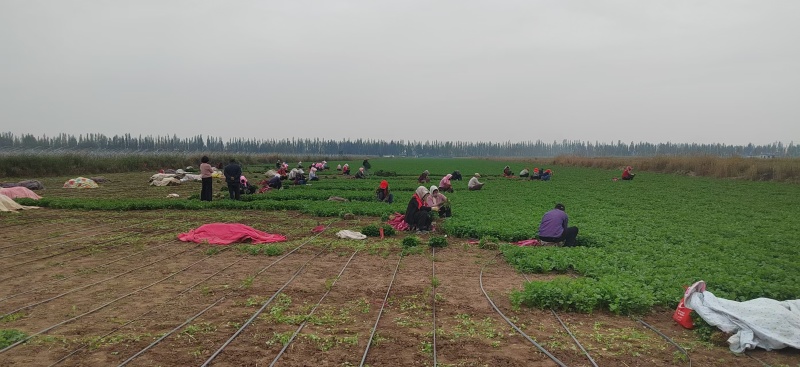 宁夏香菜大量有货基地直供现摘现发品质优欢迎咨询来电