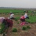 宁夏香菜大量有货基地直供现摘现发品质优欢迎咨询来电