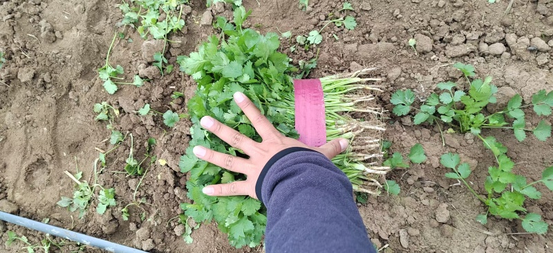 宁夏香菜大量有货基地直供现摘现发品质优欢迎咨询来电