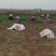 宁夏香菜大量有货基地直供现摘现发品质优欢迎咨询来电