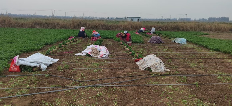 宁夏香菜大量有货基地直供现摘现发品质优欢迎咨询来电