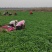 宁夏香菜大量有货基地直供现摘现发品质优欢迎咨询来电