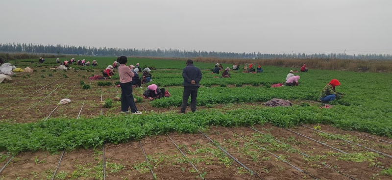 宁夏香菜大量有货基地直供现摘现发品质优欢迎咨询来电
