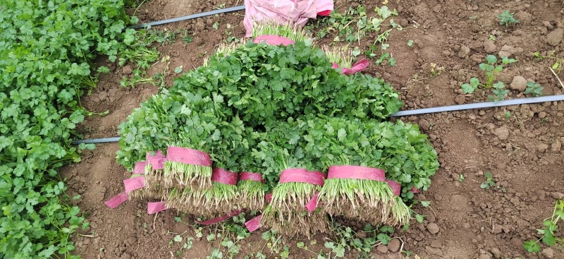 宁夏香菜大量有货基地直供现摘现发品质优欢迎咨询来电