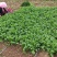 宁夏香菜大量有货基地直供现摘现发品质优欢迎咨询来电
