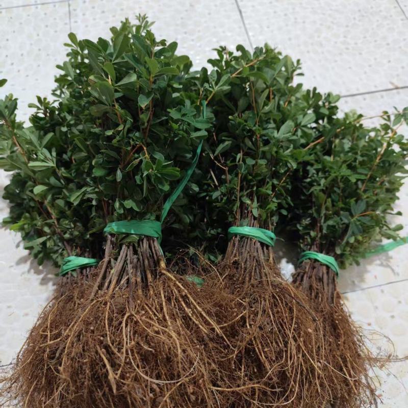 金雀锦鸡花苗，金雀花，黄金雀，扦插苗工程苗，可食用入药。