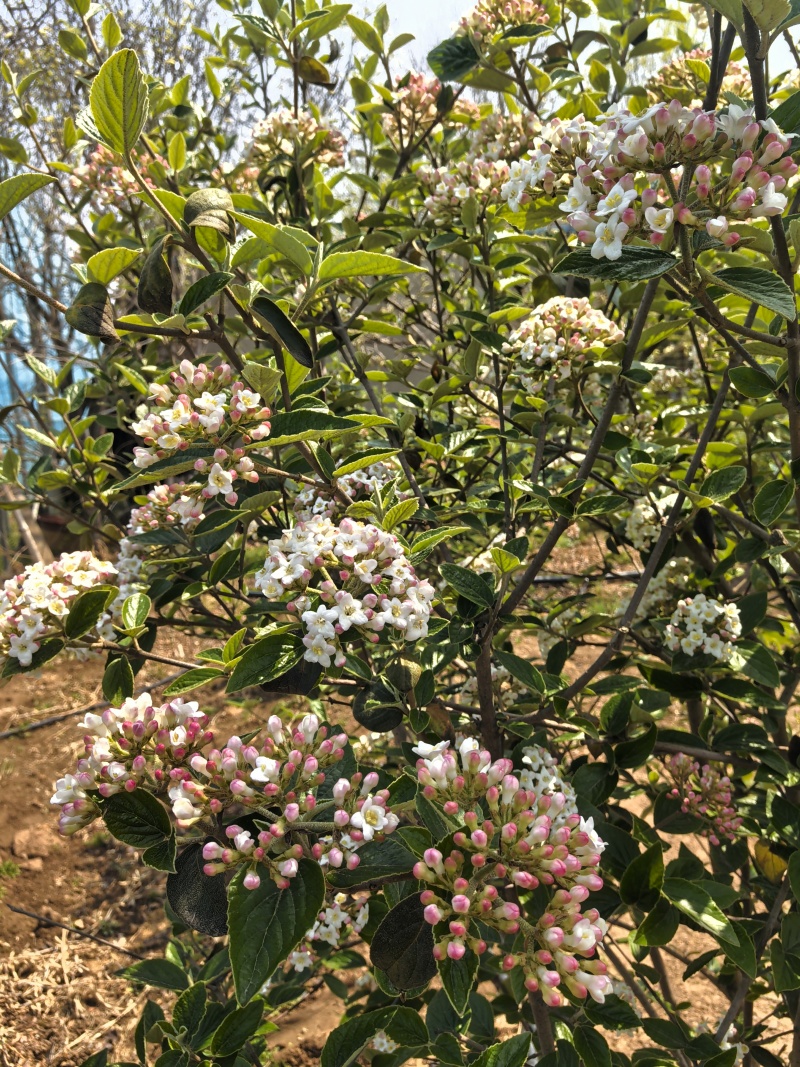 小叶布克/布克荚谜/粉色木绣球/带香味的木绣球