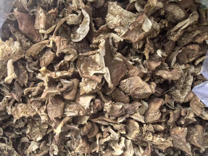 野生杨树蘑地扣土豆蘑新货切片水洗蘑菇一手充足货源