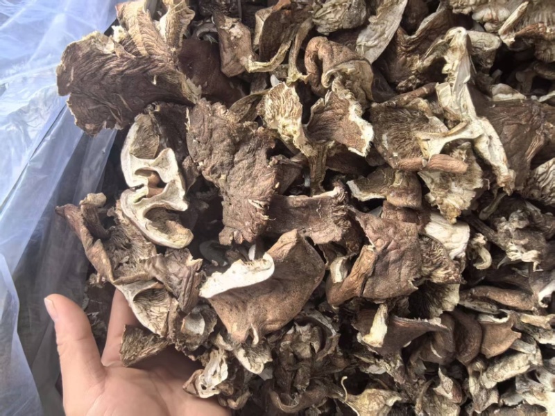 野生杨树蘑地扣土豆蘑新货切片水洗蘑菇一手充足货源