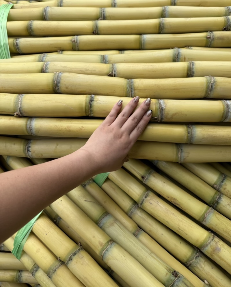 云南黄金甘蔗大量上市中，欢迎各位老板选购