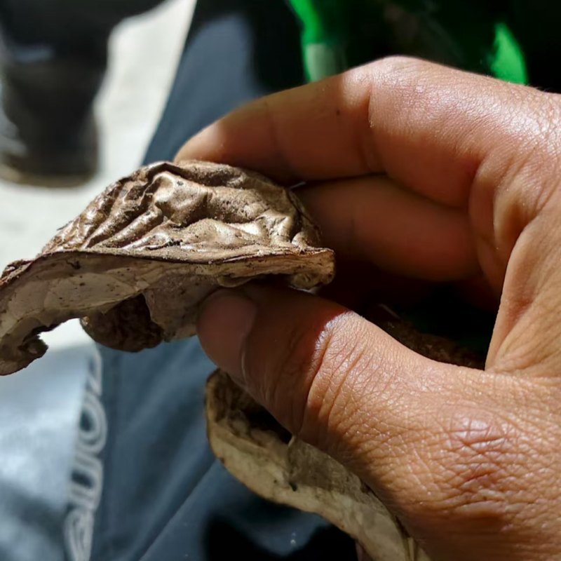 野生杨树蘑地扣土豆蘑新货切片水洗蘑菇一手充足货源