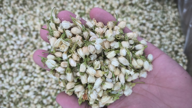 茉莉花茉莉花茶无硫新货香气十足质量保证批发零售