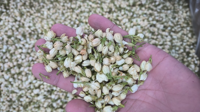 茉莉花茉莉花茶无硫新货香气十足质量保证批发零售