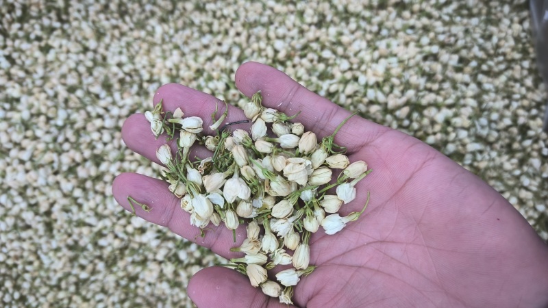 茉莉花茉莉花茶无硫新货香气十足质量保证批发零售