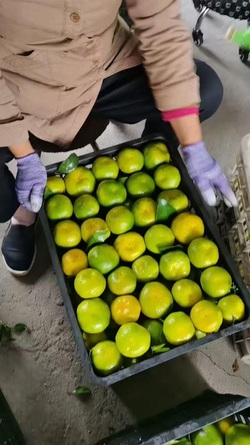 蜜橘/四川资阳蜜橘产地直发对接全国质量保证