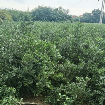 2025年酸枣苗营养杯酸枣苗大田酸枣苗药用酸枣苗