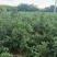 2025年酸枣苗营养杯酸枣苗大田酸枣苗药用酸枣苗