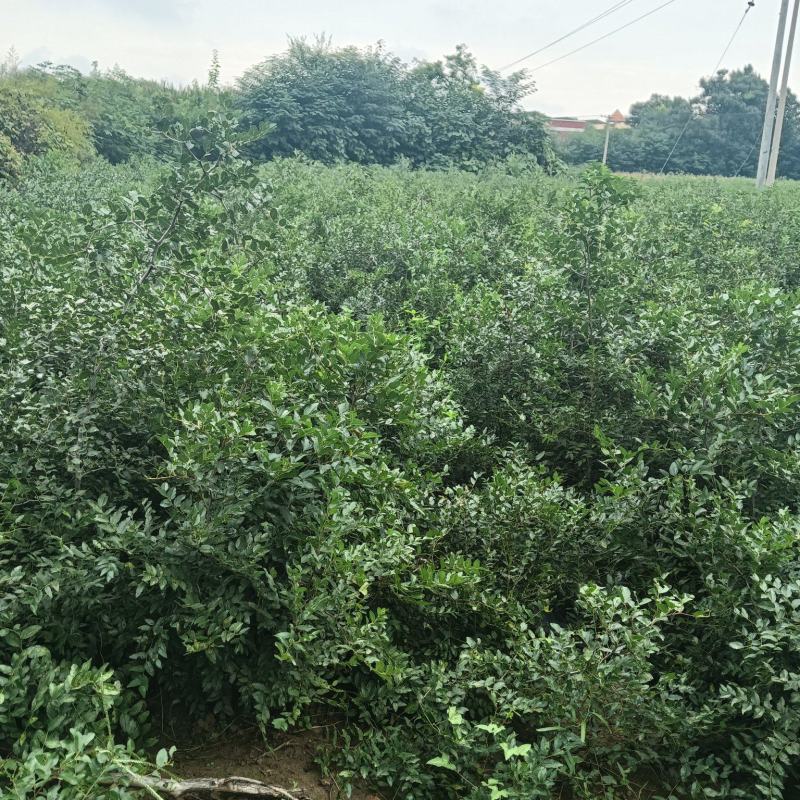 2025年酸枣苗营养杯酸枣苗大田酸枣苗药用酸枣苗