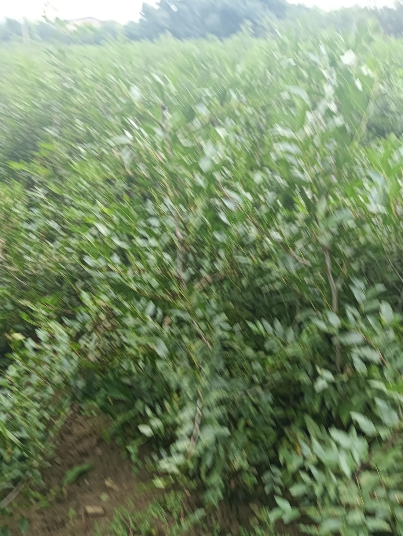 2025年酸枣苗营养杯酸枣苗大田酸枣苗药用酸枣苗