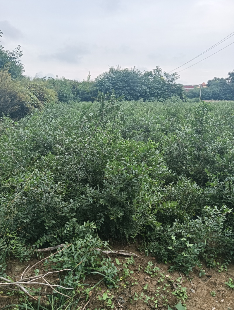 2025年酸枣苗营养杯酸枣苗大田酸枣苗药用酸枣苗