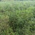 2025年酸枣苗营养杯酸枣苗大田酸枣苗药用酸枣苗