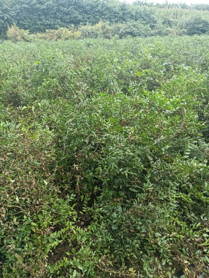 2025年酸枣苗营养杯酸枣苗大田酸枣苗药用酸枣苗