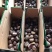 山东板栗新鲜上市大量供应中颗粒大口感甜支持全国发货