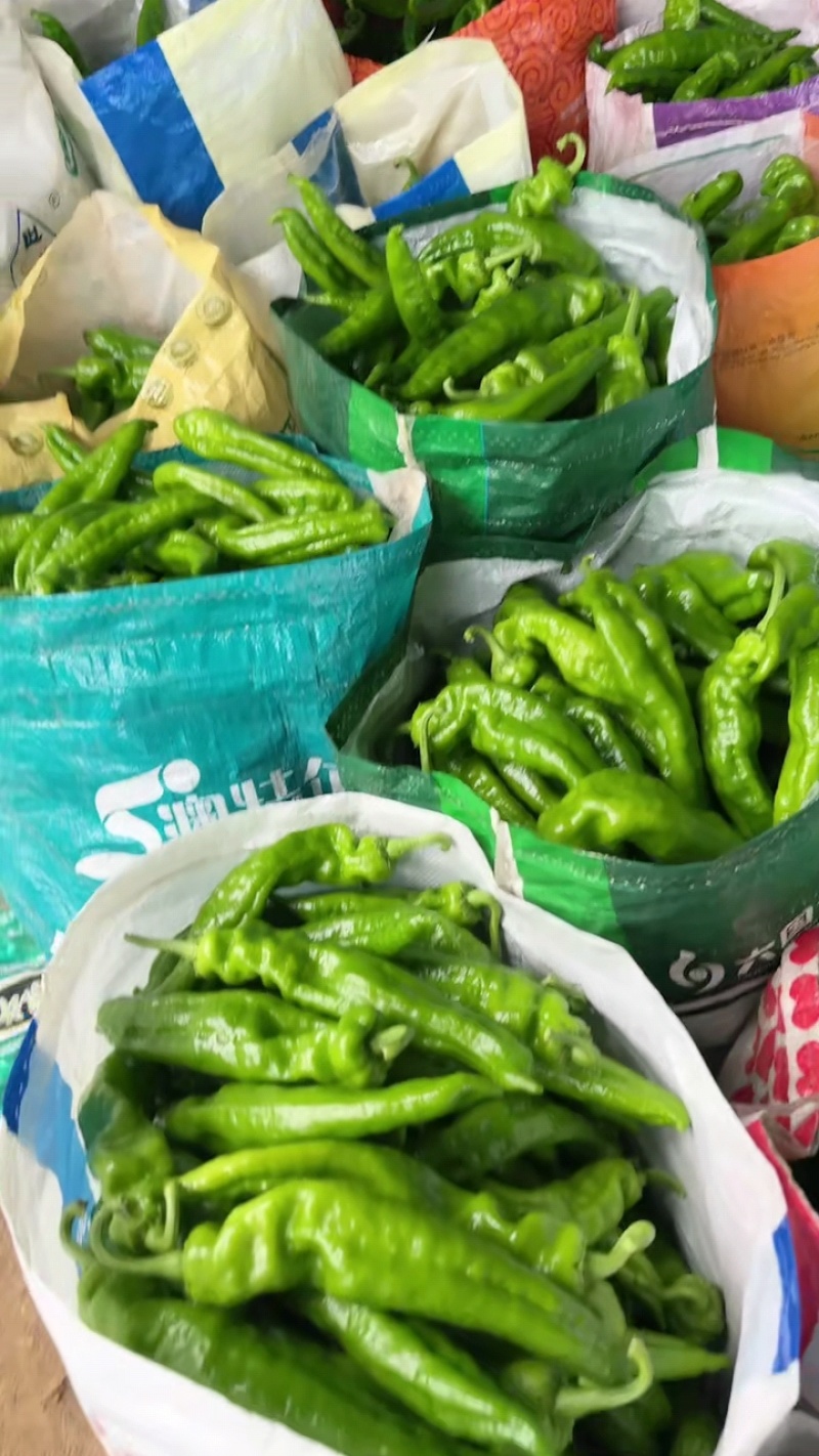【推荐】夏邑301泡椒，线椒，螺丝椒等产地直发