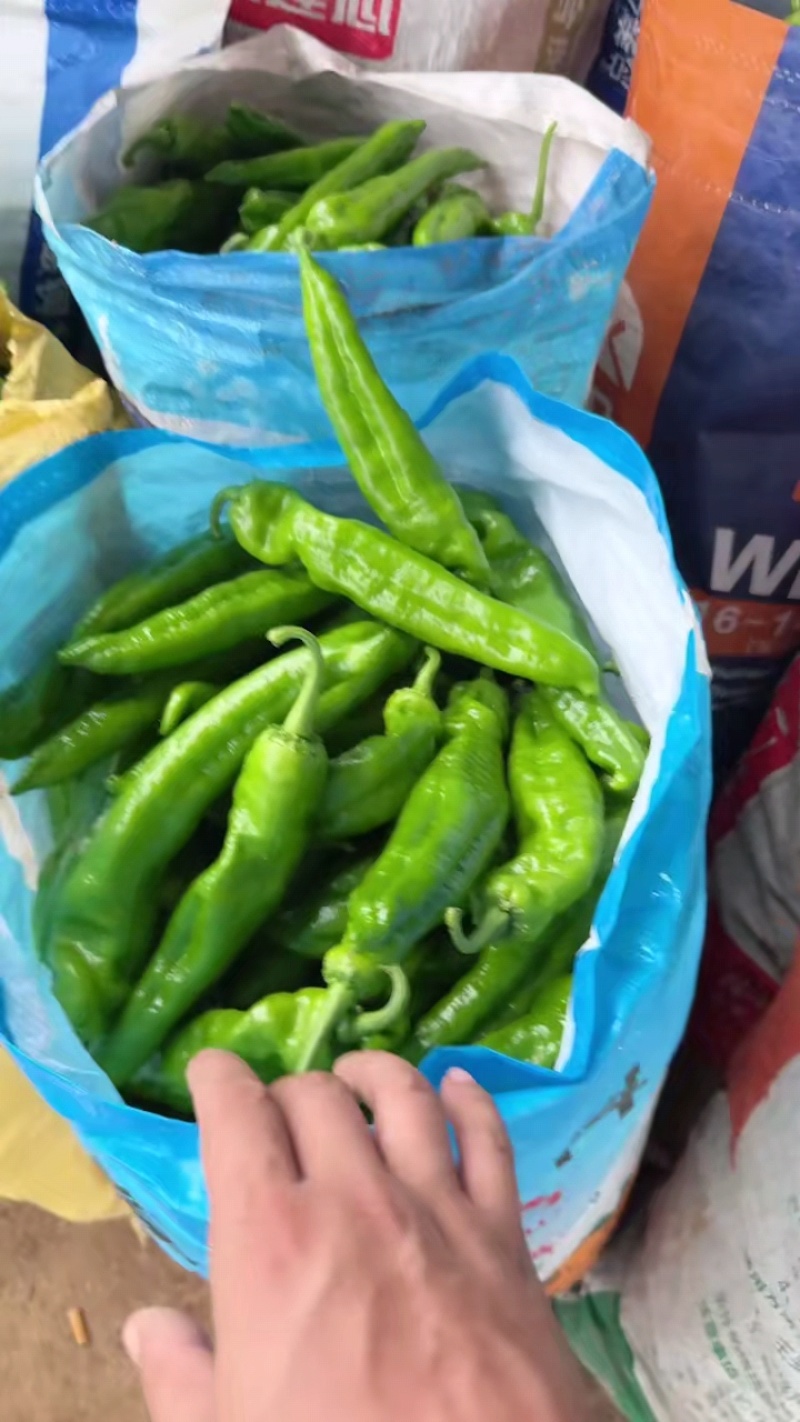 【推荐】夏邑301泡椒，线椒，螺丝椒等产地直发