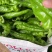 【推荐】夏邑301泡椒，线椒，螺丝椒等产地直发