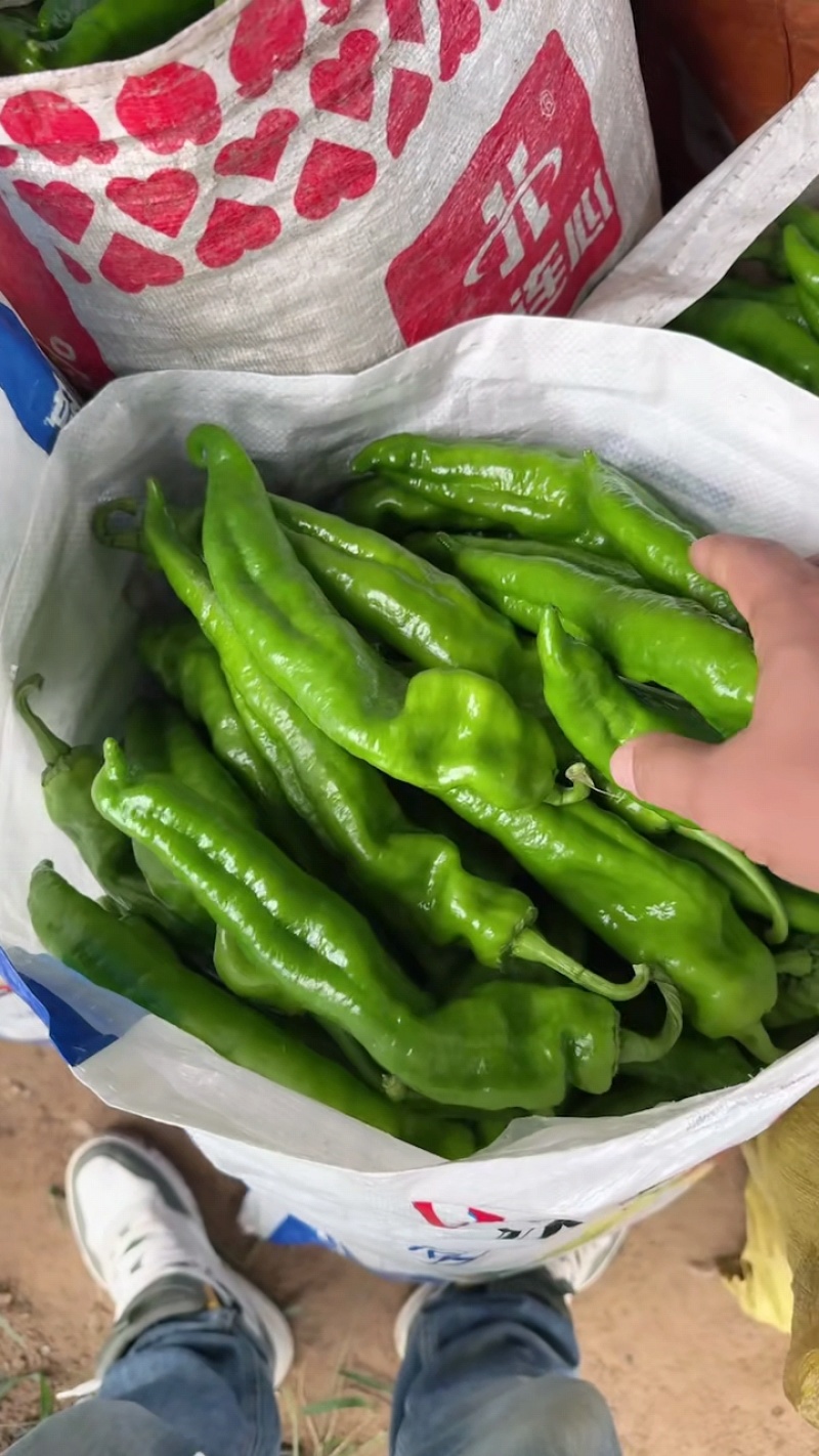 【推荐】夏邑301泡椒，线椒，螺丝椒等产地直发
