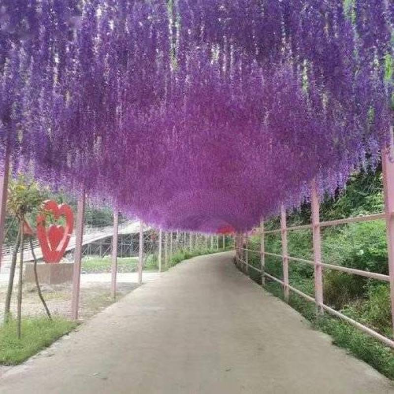 紫藤花/日系紫藤花/进口紫藤花/爬藤紫藤花