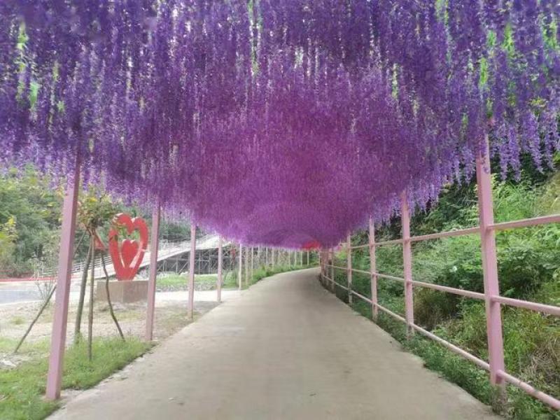 紫藤花/日系紫藤花/进口紫藤花/爬藤紫藤花