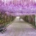 紫藤花/日系紫藤花/进口紫藤花/爬藤紫藤花