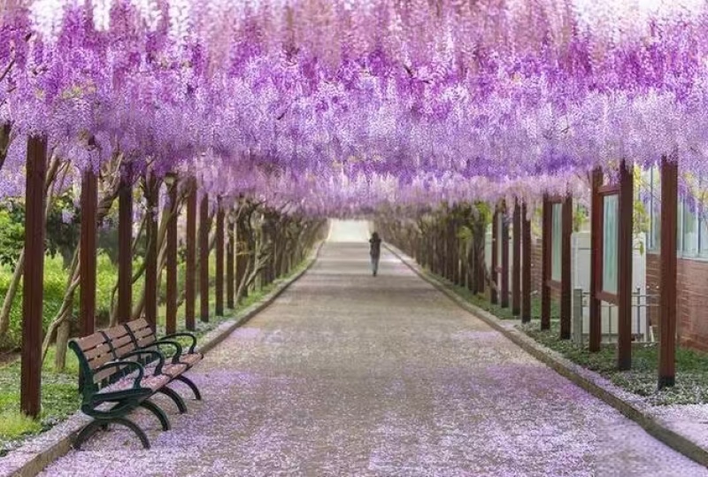 紫藤花/日系紫藤花/进口紫藤花/爬藤紫藤花