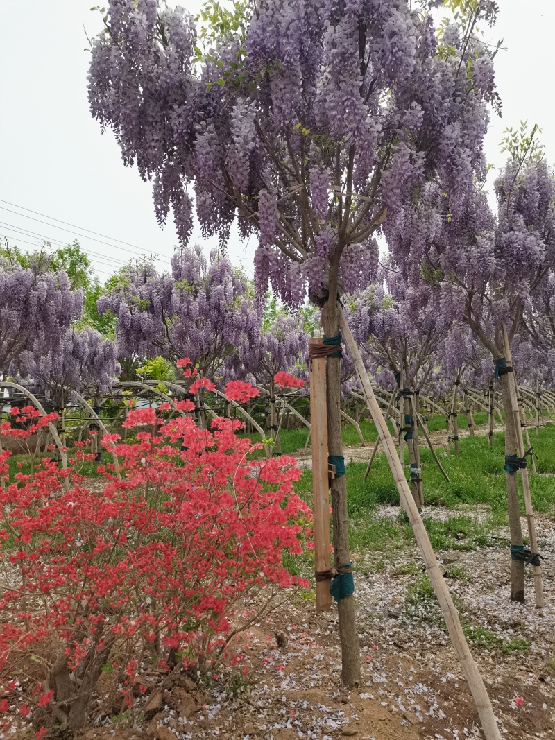 紫藤花/日系紫藤花/进口紫藤花/爬藤紫藤花